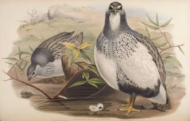 Tetraogallus altaicus